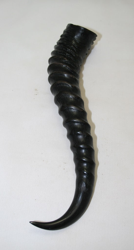 NB401MF1 Springbok Whole Horn Male