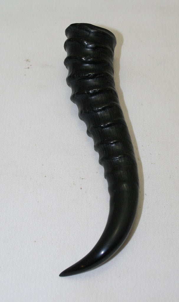 NB401MF5 Springbok Whole Horn Male