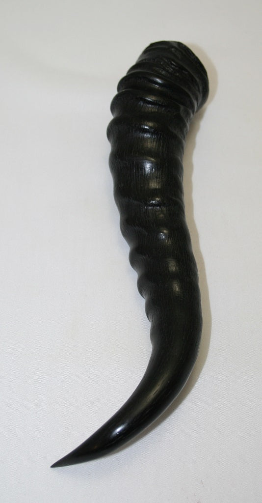 NB401NL4 Springbok Whole Horn Male