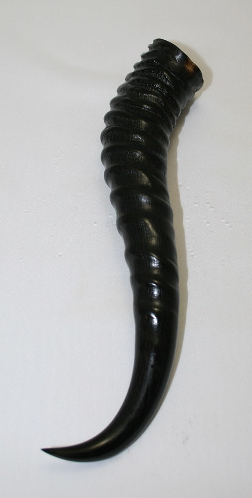 NB401NL6 Springbok Whole Horn Male