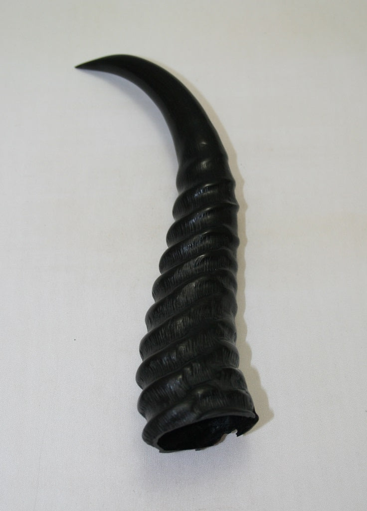 NB401SO10 Springbok Whole Horn Male