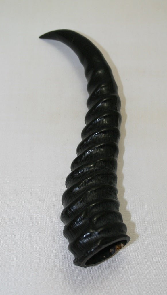 NB401SO15 Springbok Whole Horn Male