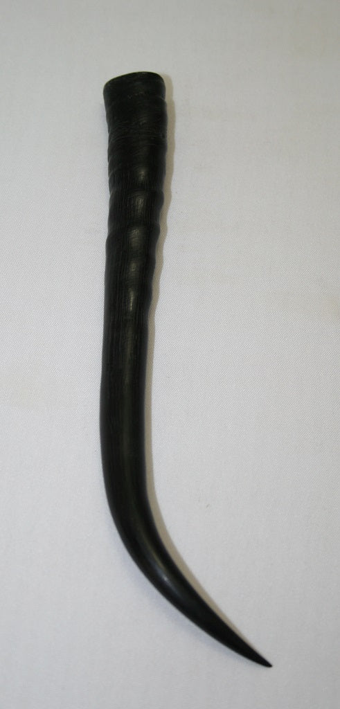 NB402LT4 Springbok Whole Horn Female