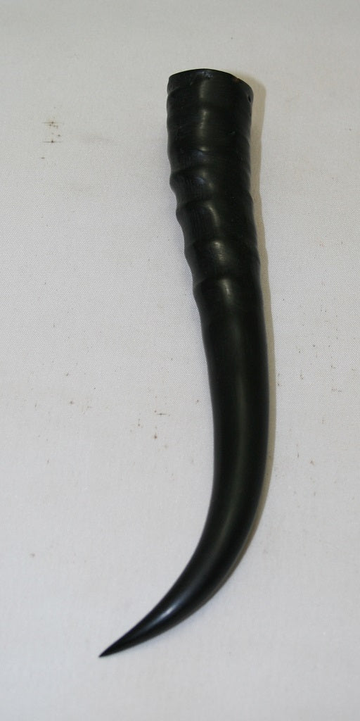 NB402MF1 Springbok Whole Horn Female