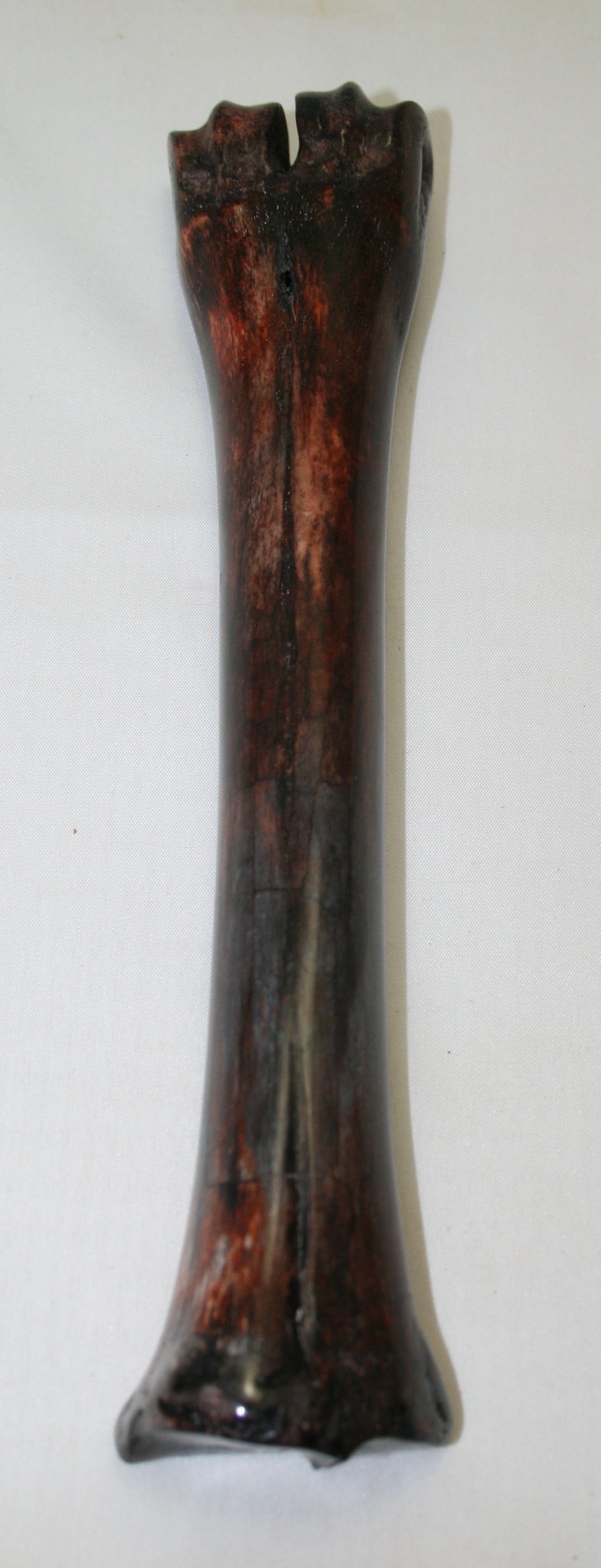 NB601AY9 Wildebeest Bone