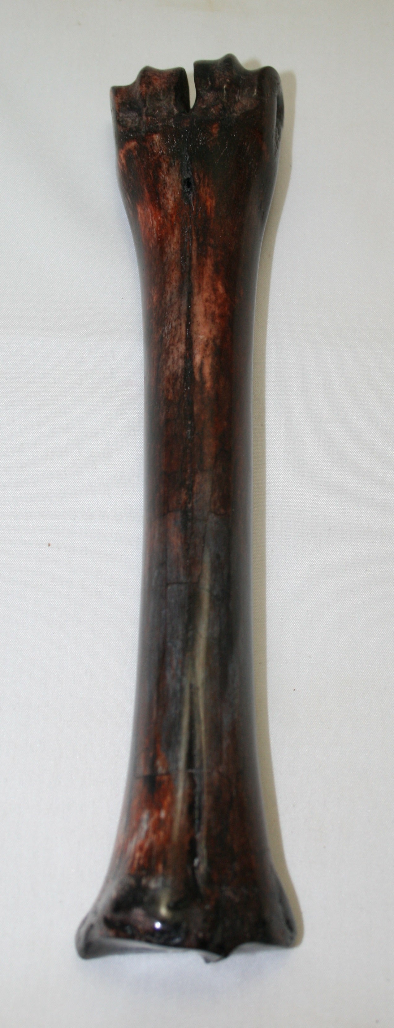 NB601AY9 Wildebeest Bone