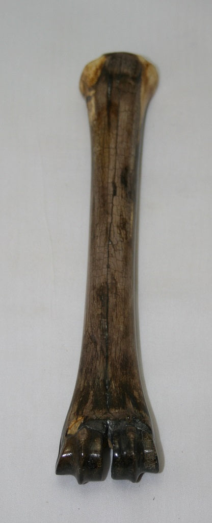 NB601G23 Wildebeest Bone