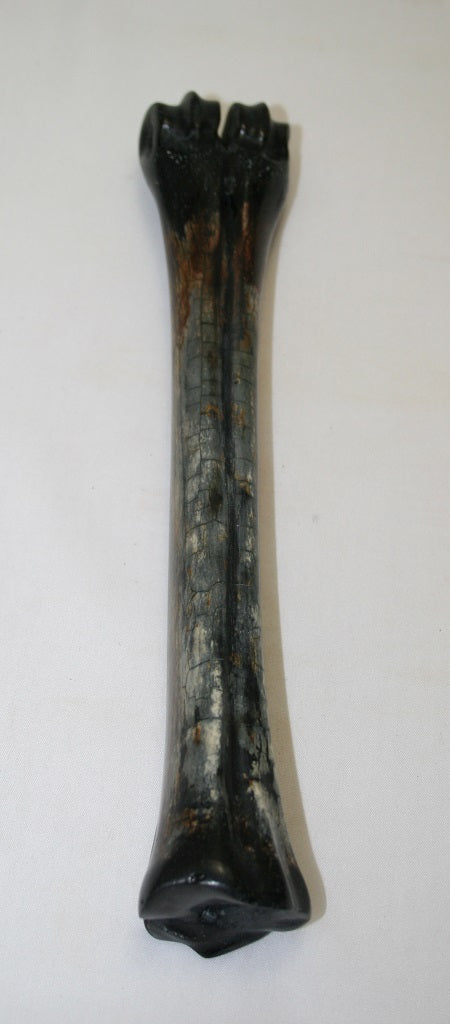 NB601LT23 Wildebeest Bone