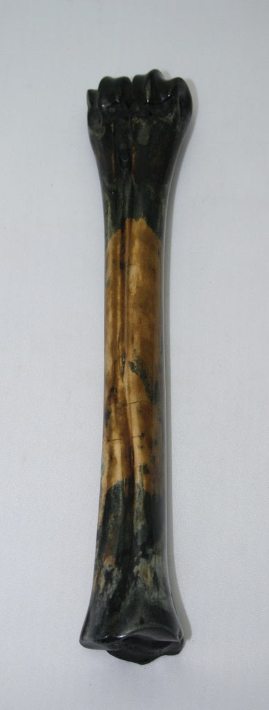 NB601L10 Wildebeest Bone