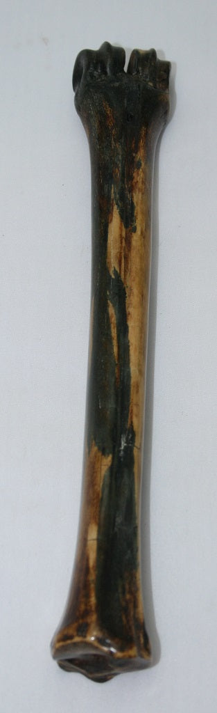 NB601L24 Wildebeest Bone