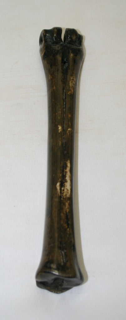 NB601MF10 Wildebeest Bone