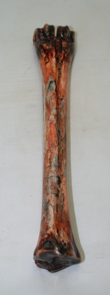 NB601MF17 Wildebeest Bone