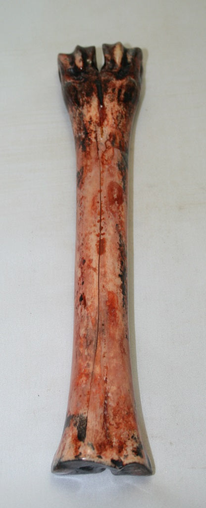 NB601MF18 Wildebeest Bone