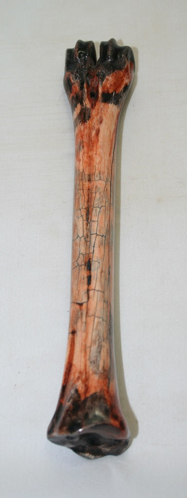 NB601MF7 Wildebeest Bone