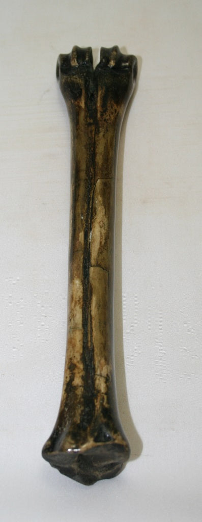 NB601MF8 Wildebeest Bone