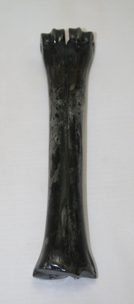 NB601MJ8 Wildebeest Bone