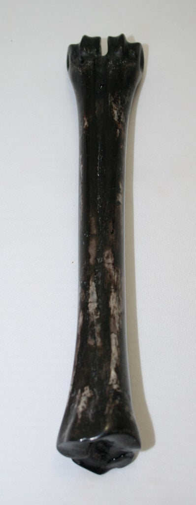 NB601NL2 Wildebeest Bone