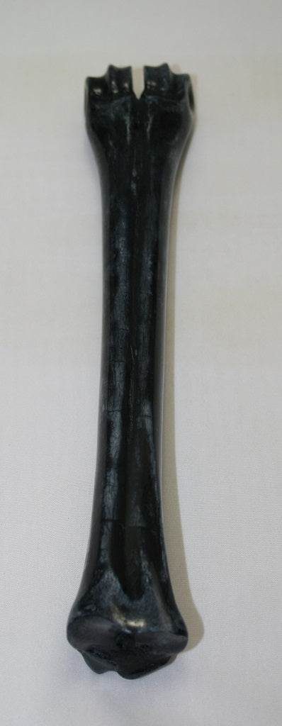 NB601SO21 Wildebeest Bone