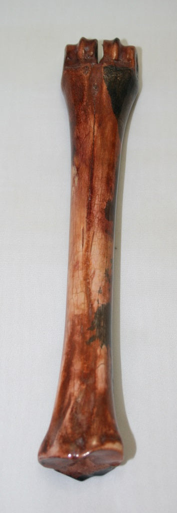 NB601SO23 Wildebeest Bone