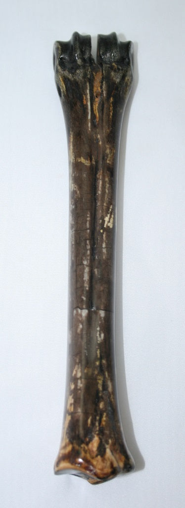 NB601T10 Wildebeest Bone