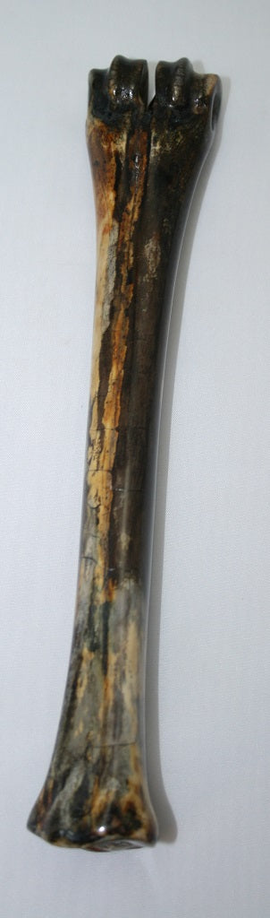 NB601T16 Wildebeest Bone