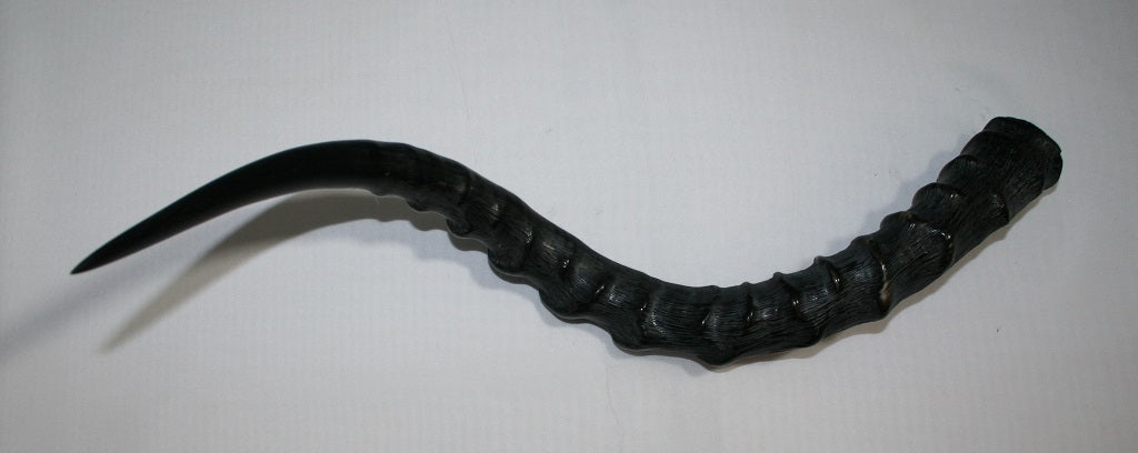 NB802MJ11 Impala Horn