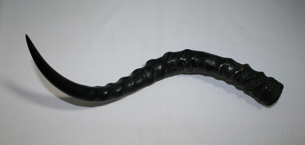 NB802MJ4 Impala Horn