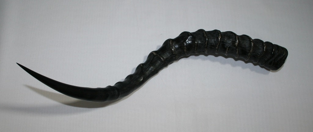 NB802MJ5 Impala Horn