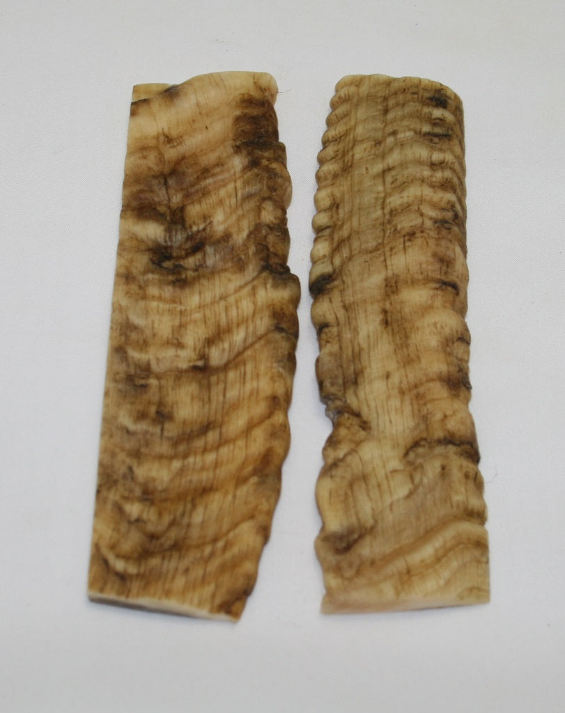 NB903NL37 Merino Ram&#39;s Horn Flat Block Scales