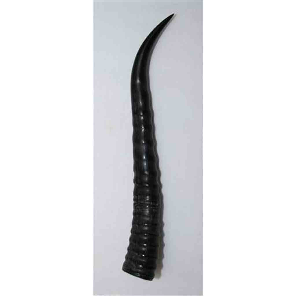 Female Springbok Horns &amp; Scales - Jantz Supply 