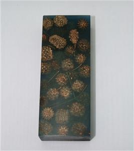 NB1210S6 Casuarina Pods in Resin - Jantz Supply