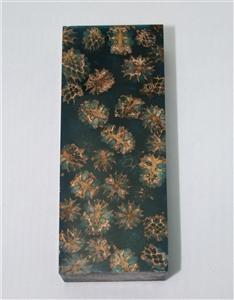 NB1210S8 Casuarina Pods in Resin - Jantz Supply