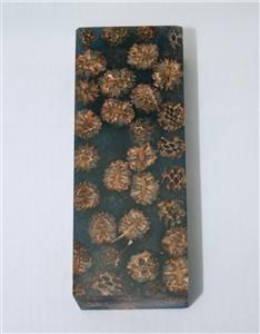 NB1210S9 Casuarina Pods in Resin - Jantz Supply