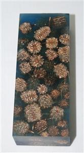 NB1210T12 Casuarina Pods in Resin - Jantz Supply