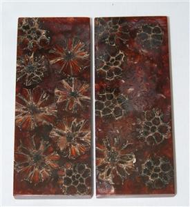 NB1210T2 Casuarina Pods in Resin - Jantz Supply