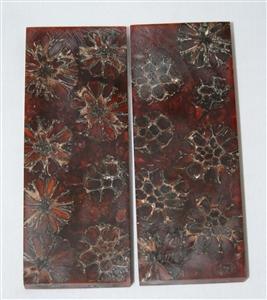 NB1210T4 Casuarina Pods in Resin - Jantz Supply