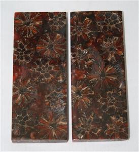 NB1210T5 Casuarina Pods in Resin - Jantz Supply