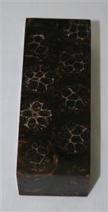 NB1210T7 Casuarina Pods in Resin - Jantz Supply