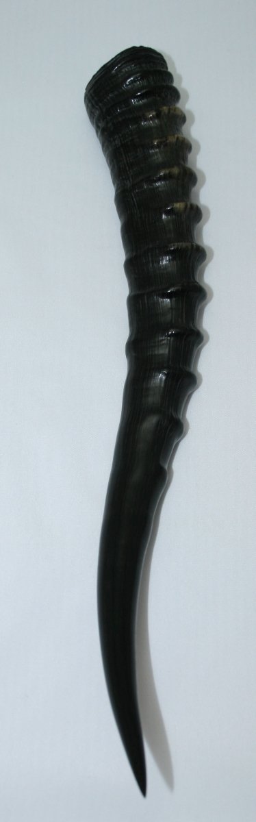 NB301S1 Blesbok Whole Horn - Jantz Supply