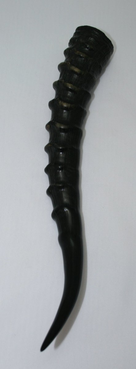 NB301S10 Blesbok Whole Horn - Jantz Supply