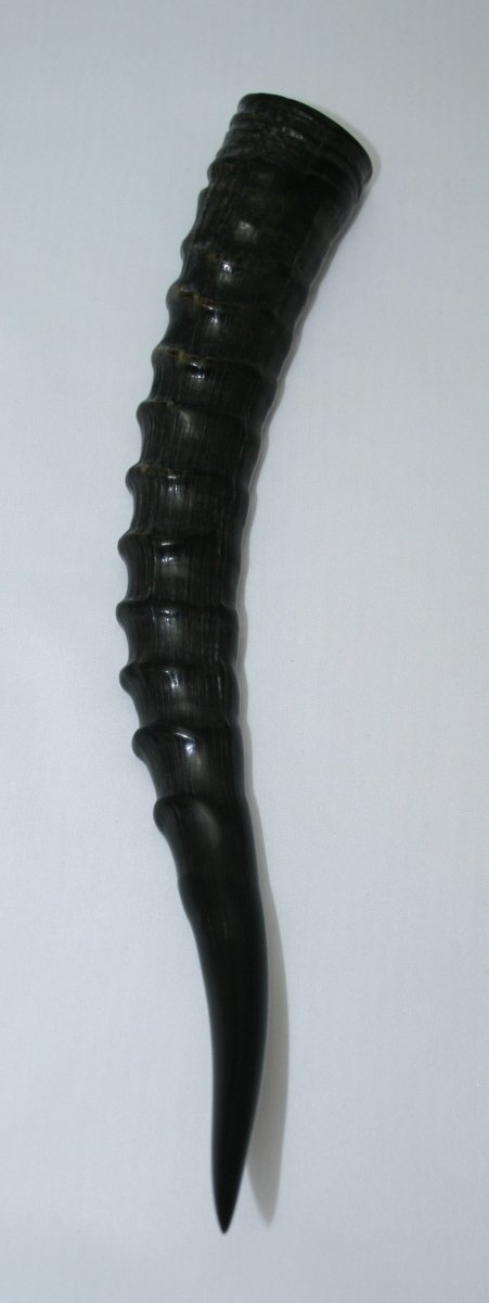 NB301S2 Blesbok Whole Horn - Jantz Supply