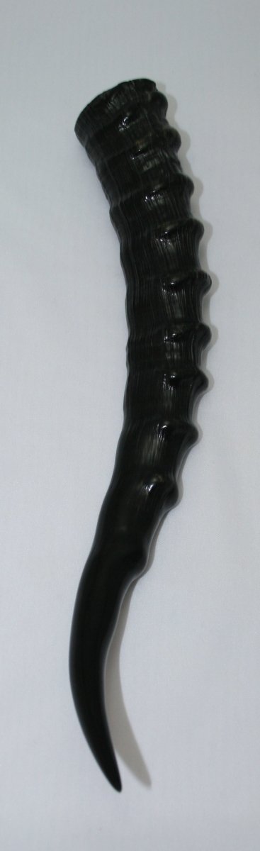 NB301S4 Blesbok Whole Horn - Jantz Supply