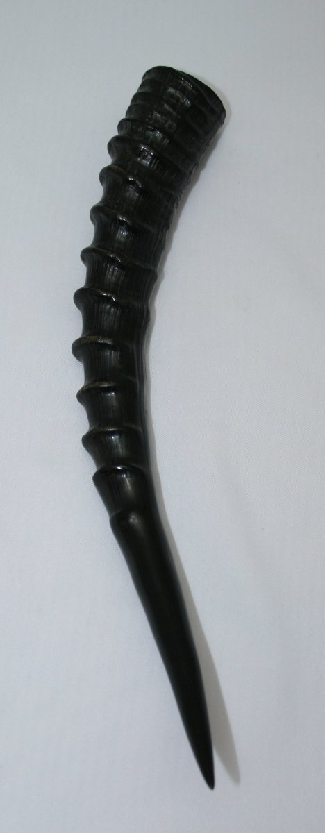 NB301S8 Blesbok Whole Horn - Jantz Supply