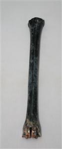 NB801A28 Impala Bone