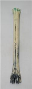 NB801A31 Impala Bone