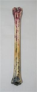 NB801A36 Impala Bone