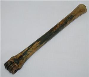 NB801G18 Impala Bone