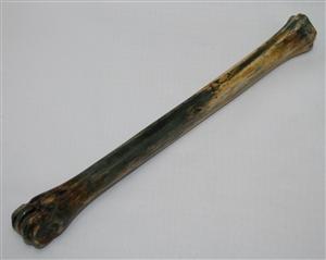 NB801G20 Impala Bone