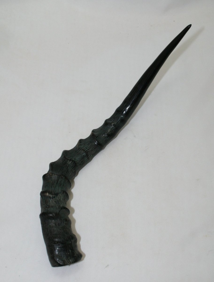 NB802A38 Impala Horn (Whole Horn) - Jantz Supply