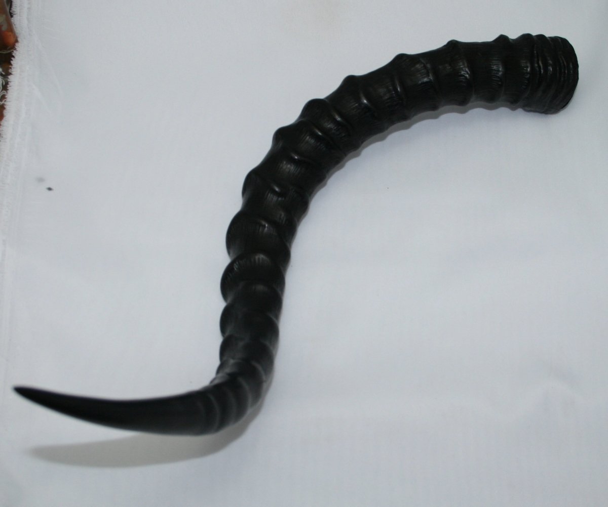 NB802T1 Impala Horn - Jantz Supply